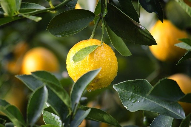 Lemon essential oil