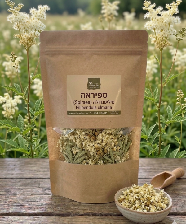 ספיראה (פיליפנדולה) Filipendula ulmaria