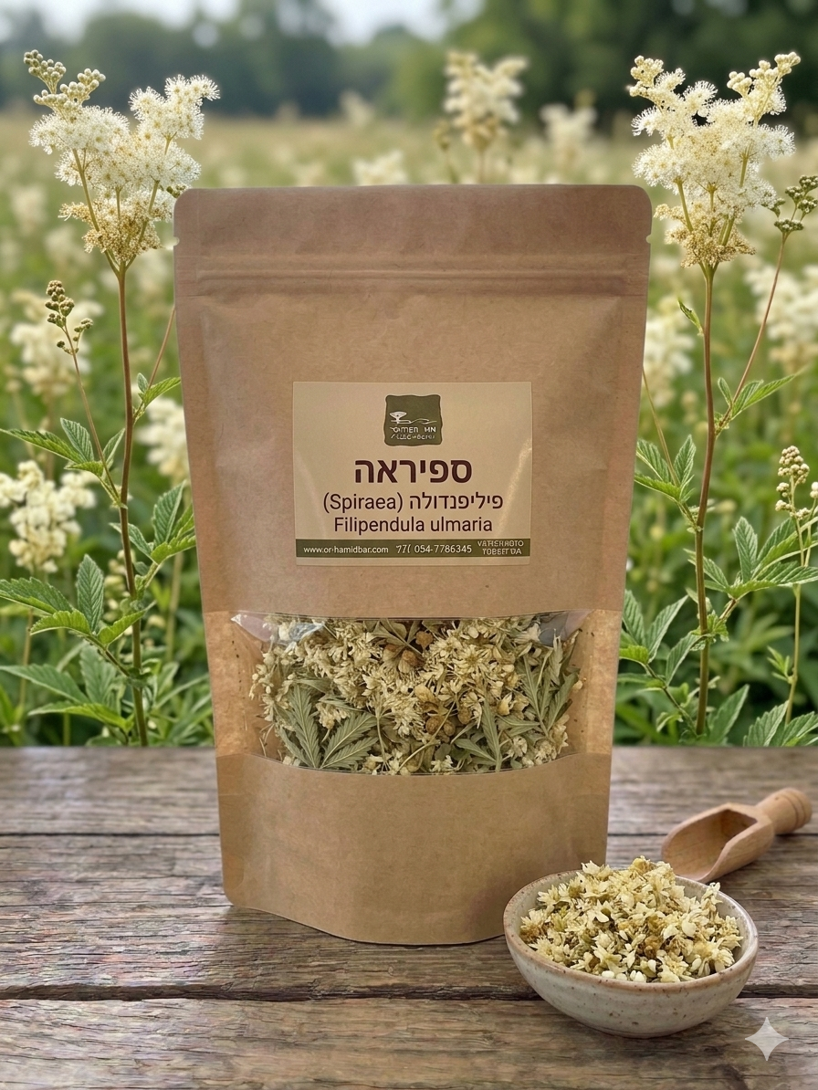 ספיראה (פיליפנדולה) Filipendula ulmaria